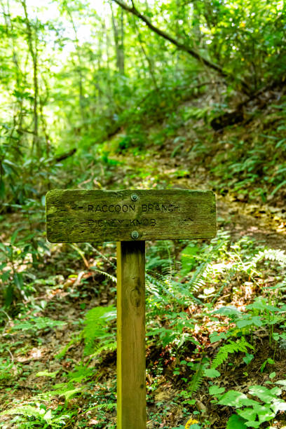 istock Raccoon Branch Wilderness 2172739142