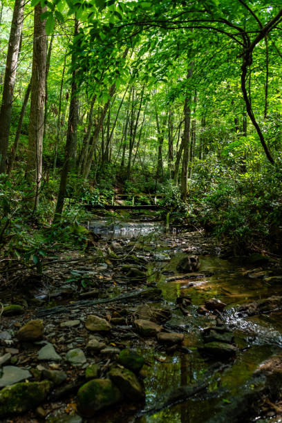istock Raccoon Branch Wilderness 2172739341