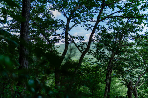Racoon Branch to Dickies Knoll Hike