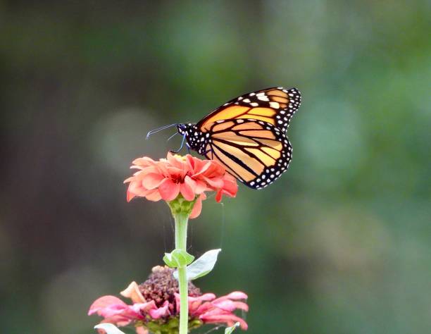 istock Monarch butterfly on red flower 2172740146