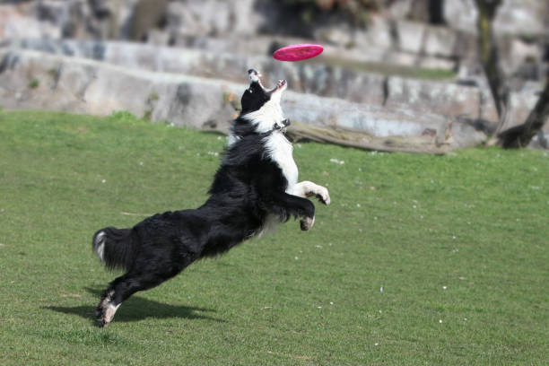 istock border collie playing fetch outside 2172740462