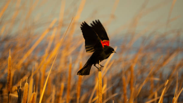 istock Reaching red-winged blackbird 2172740852