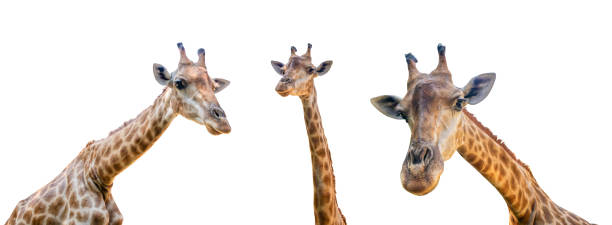 istock Giraffe long neck safari animal set isolated on white background 2172740921