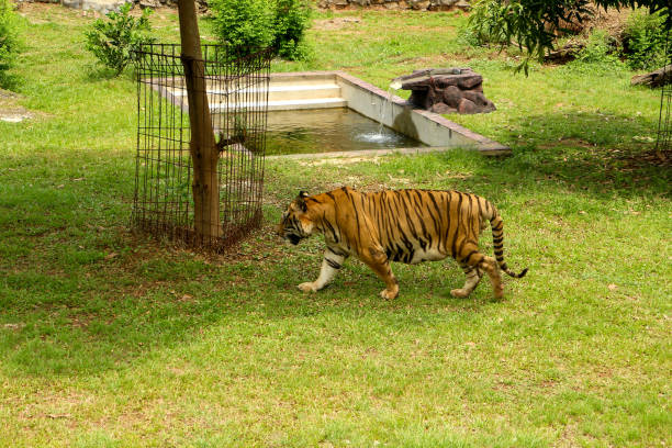 Close up Indochinese tiger is beautiful animal