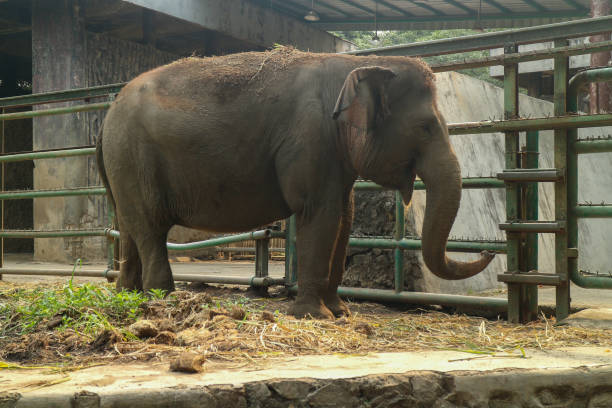 istock Elephant standing in an enclosure at the zoo. 2172741395