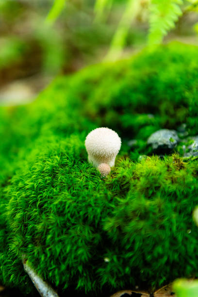 istock Grayson Highlands, VA Flora and Fauna 2172742831