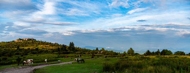 Grayson Highlands State Park Highland Ponies and Landscape
