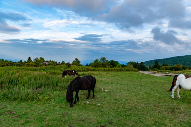 istock Grayson Highlands, VA Highland Ponies and Landscape 2172745068