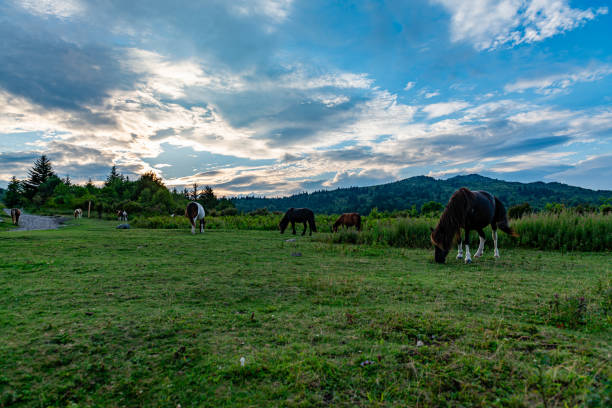 Grayson Highlands State Park Highland Ponies and Landscape