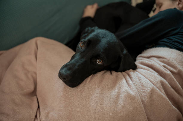 View from a high angle of a lovely loyal dog lying with her sick and tired owner on the sofa View from a high angle of a lovely loyal labrador retriever dog lying with her sick and tired owner on the sofa. Pandemic, virus and flu season. woman comforting depressed friend stock pictures, royalty-free photos & images