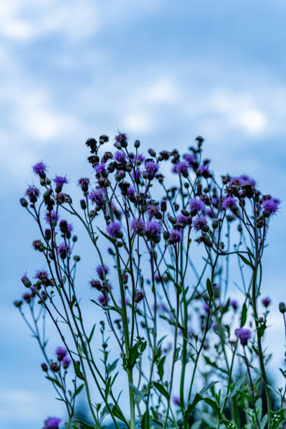 istock Grayson Highlands, VA Flora and Fauna 2172746363