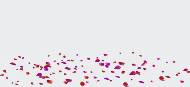 istock Backdrop of rose petals isolated on a transparent white background. Valentine day background. Vector illustration 2172747301