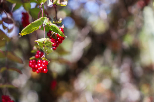 Bright red berry vines with copy space bokeh background