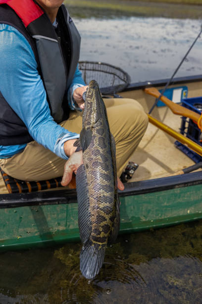 istock Invasive Northern Snakehead (Channa Argus) 2172751819