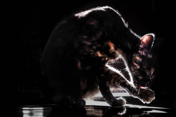 istock A cat is exposed to light in a dark room 2172754298