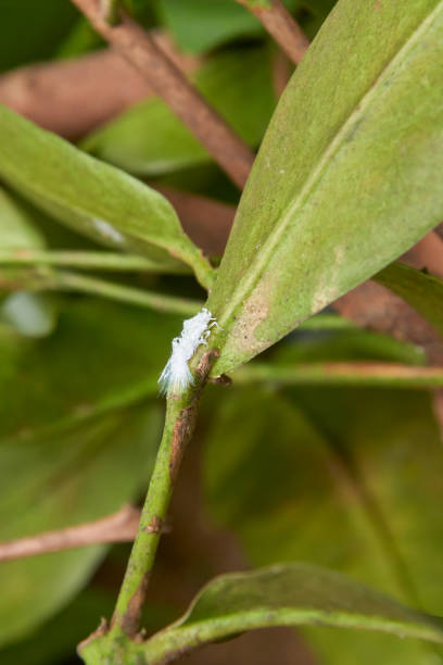 istock white moth bug on tree leaves in garden background 2172754361