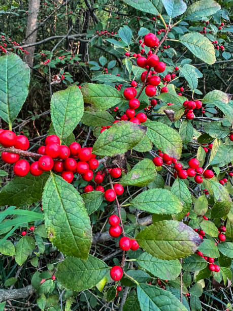 istock Shiny red colored berries by green leaves on branches 2172764173