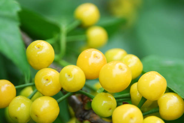 close up on yellow cherry on the branch