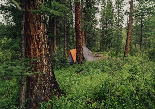 Modern camping tent in forest at summer. Fisheye lens effect