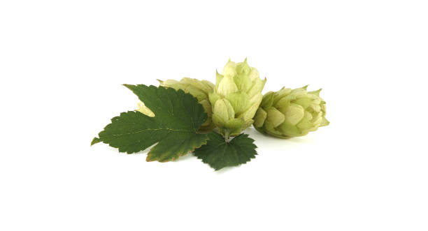 istock Fresh green hops with leaves isolated on white background 2172768684