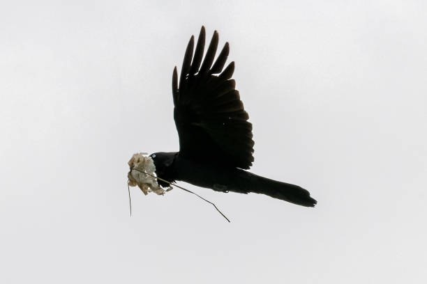 Crow