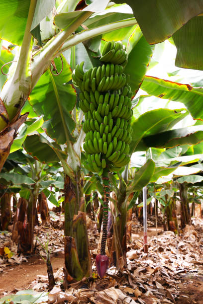 istock Bananas or Plantain being grown inside covered area 2172776869