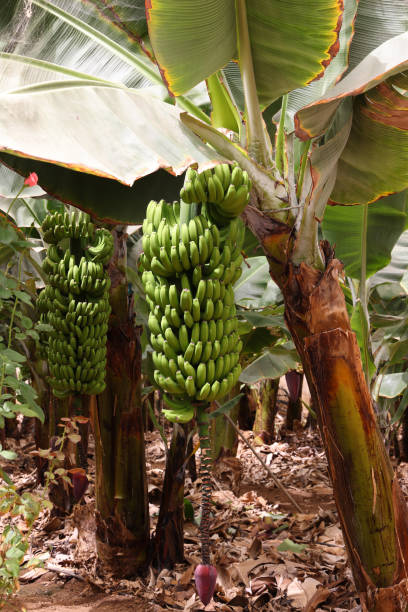 istock Bananas or Plantain being grown inside covered area 2172776905