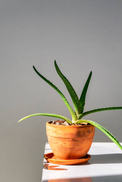 istock Aloe Vera plant in terracotta pot placed on white table. 2172777296