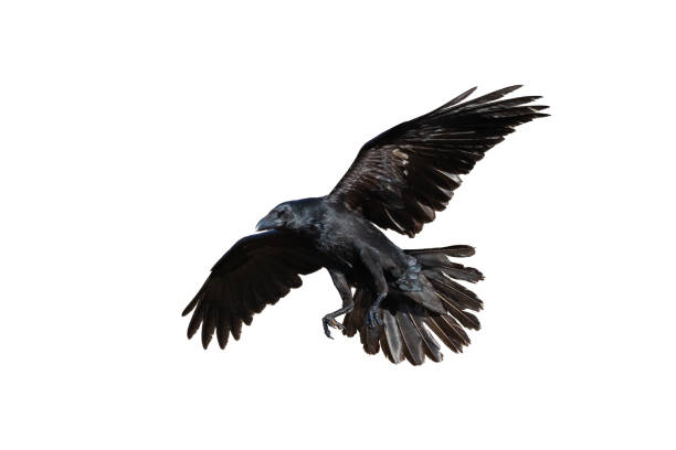 istock Birds flying raven isolated on white background Corvus corax. Halloween 2172779625
