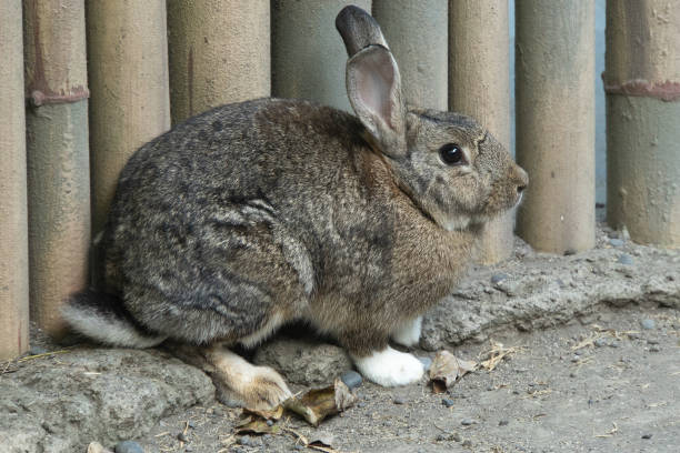 istock Bunny rabbit playing in the bamboo cage 2172781058