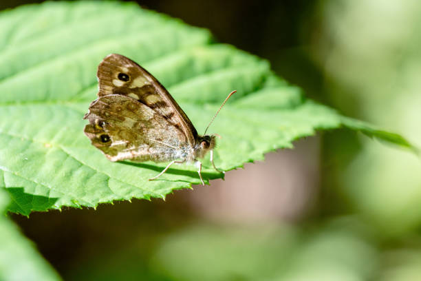 Pararge aegeria butterfly perched on the forest floor with dry old leaves welcoming spring. Alcoy, Spain