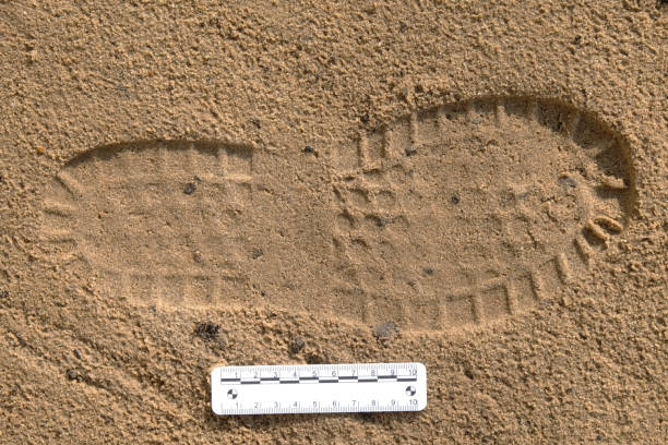 istock Shoe print in sand with scale ruler, three-dimensional visible trace evidence, crime scene examination, forensic examination of traces 2172784973