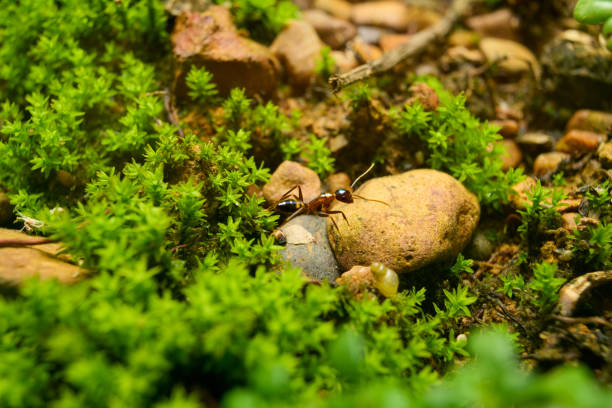 Close-up image of an ant in moss next to a rock.