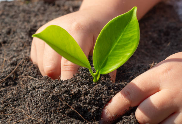 istock Child's hands fold ficus sprout 2172787444