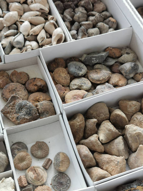 istock trilobite fossil collection 2172788273