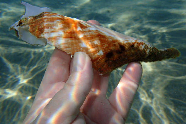 istock old sea shell in the sand 2172788410