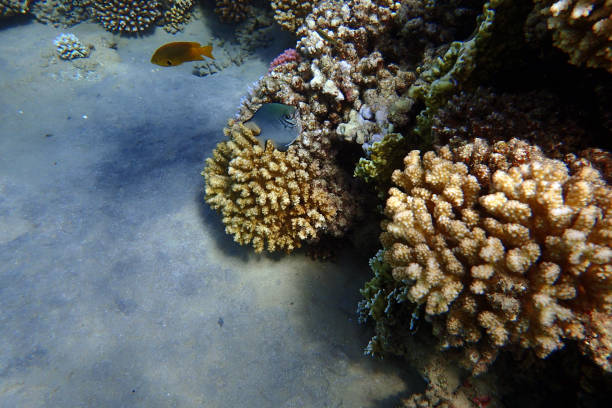 istock color life under red sea 2172788420