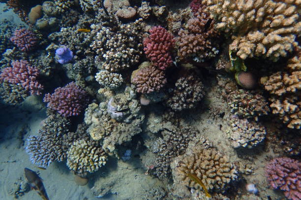 istock color life under red sea 2172788443