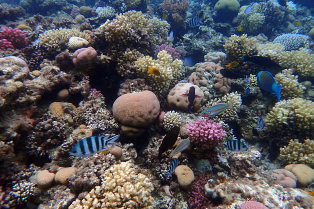 istock color life under red sea 2172788480