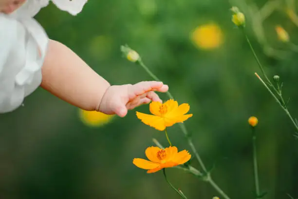 Closeup - Hands of baby little touching yellow cosmos flowers, First messengers of spring. Closeup - Hands of baby little touching yellow cosmos flowers, First messengers of spring.
