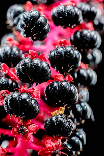 Beautiful Blooming pokeweed or pokeberry isolated on a black background. Flower head close-up.