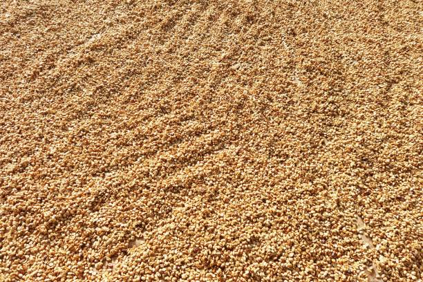 Close up of coffee beans drying in the sun
