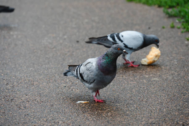 istock Pigeons foraging on wet pavement 2172799824