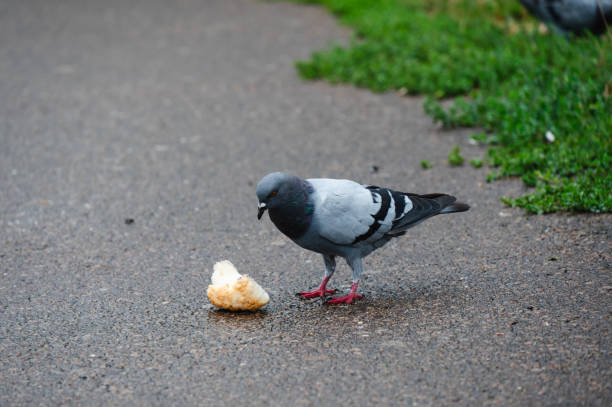 istock Pigeons foraging on wet pavement 2172799842