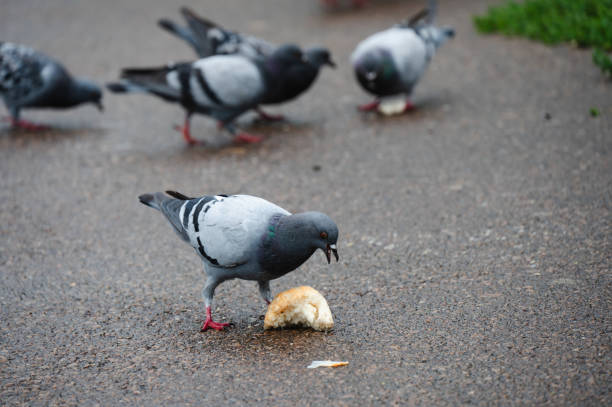 A pair of pigeons are seen foraging on a wet pavement, with one pecking at a piece of bread. The birds display their characteristic gray and black plumage with iridescent neck feathers, set against a damp urban environment.