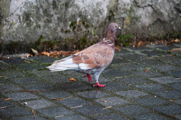 istock Two pigeons walking on wet pavement 2172800000