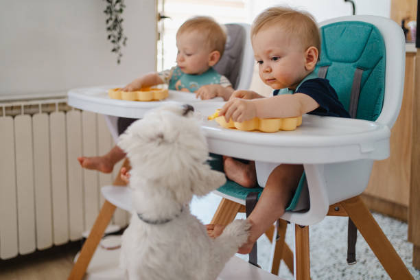 istock Baby boy sharing food with Maltese dog 2172801143