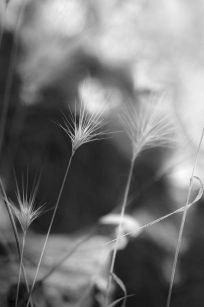 istock Soft monochrome view of wild grass spikes 2172803150