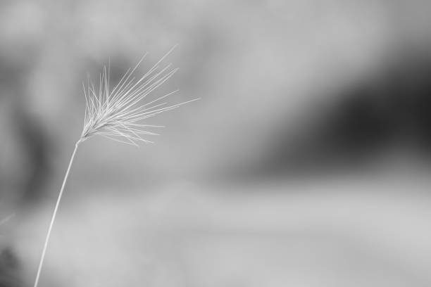 Soft monochrome view of wild grass spikes. Copyspace on the right.