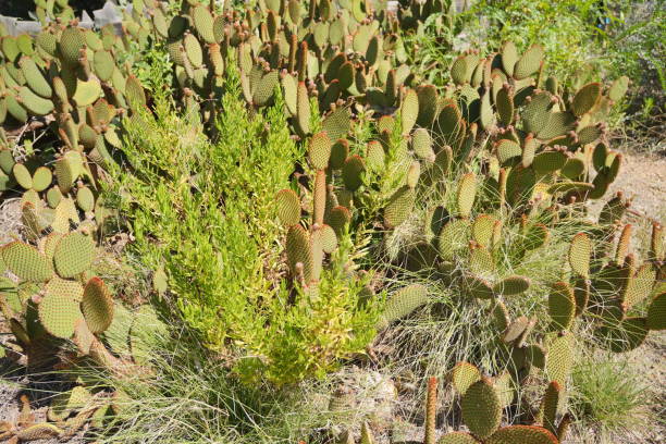 istock A bunch of cactus plants are in a field 2172806183